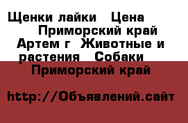 Щенки лайки › Цена ­ 4 000 - Приморский край, Артем г. Животные и растения » Собаки   . Приморский край